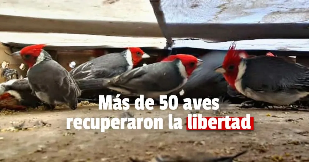 El fin de semana Medio Ambiente logró rescatar 58 aves en cautiverio