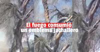 Tristeza en Jáchal: se incendió un histórico Algarrobo de Huaco