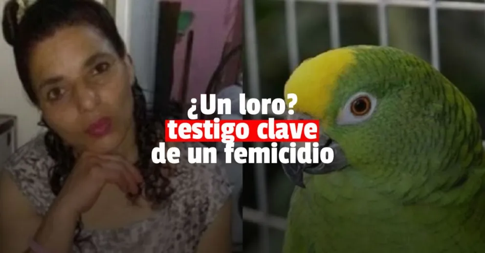 La Justicia pedirá que un loro declare como testigo de un femicidio