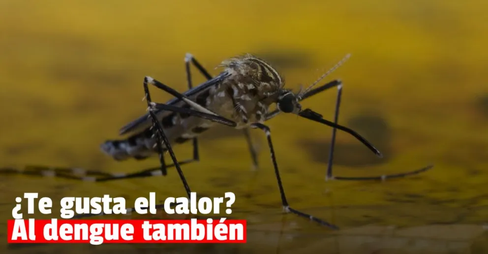 La llegada del calor aumentó la probabilidad de aparición de Aedes Aegypti y desde Salud comenzaron con la prevención