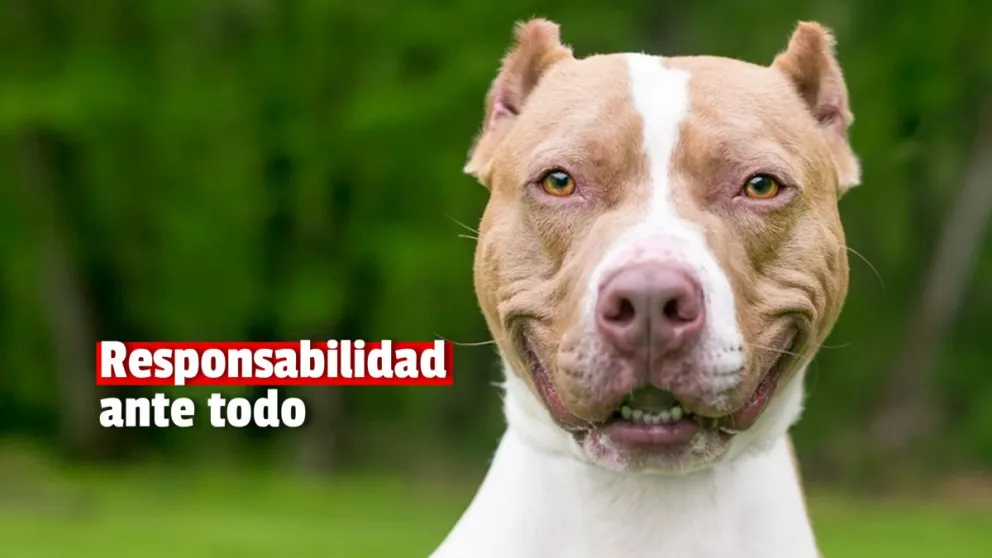 Ya se registraron más de 500 perros potencialmente peligrosos