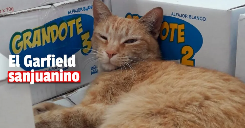 Conocé al gatito guardián que vive en un supermercado de Santa Lucía