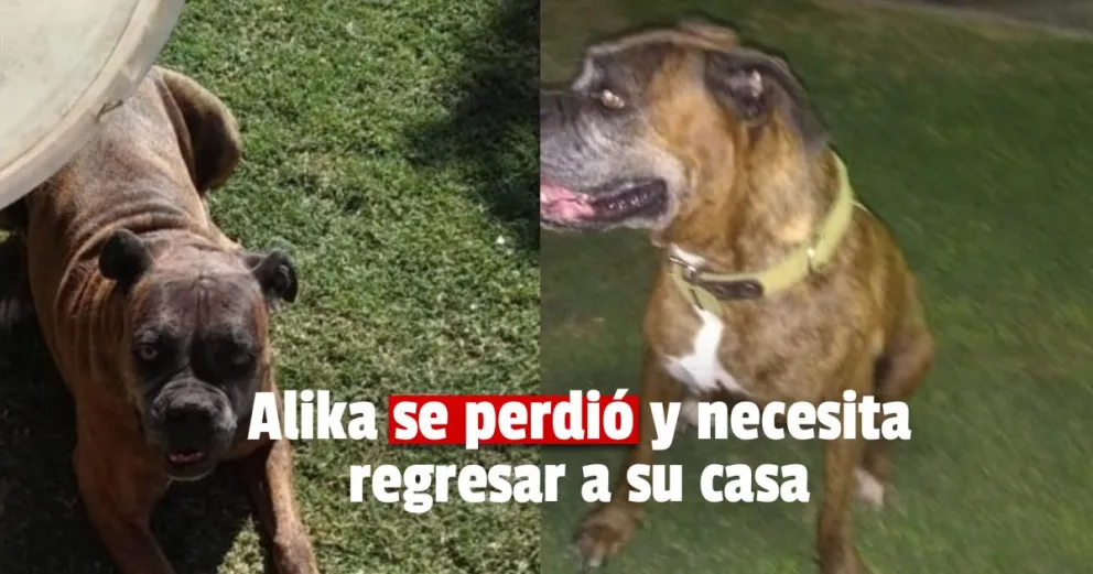 Una periodista sanjuanina pide ayuda por las redes sociales para encontrar a su perro