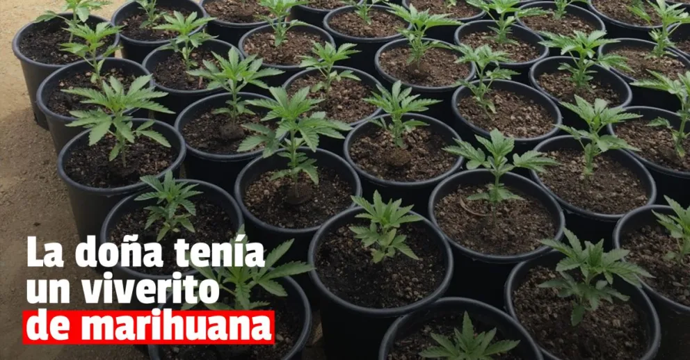 Hicieron un allanamiento y encontraron varias plantas de marihuana