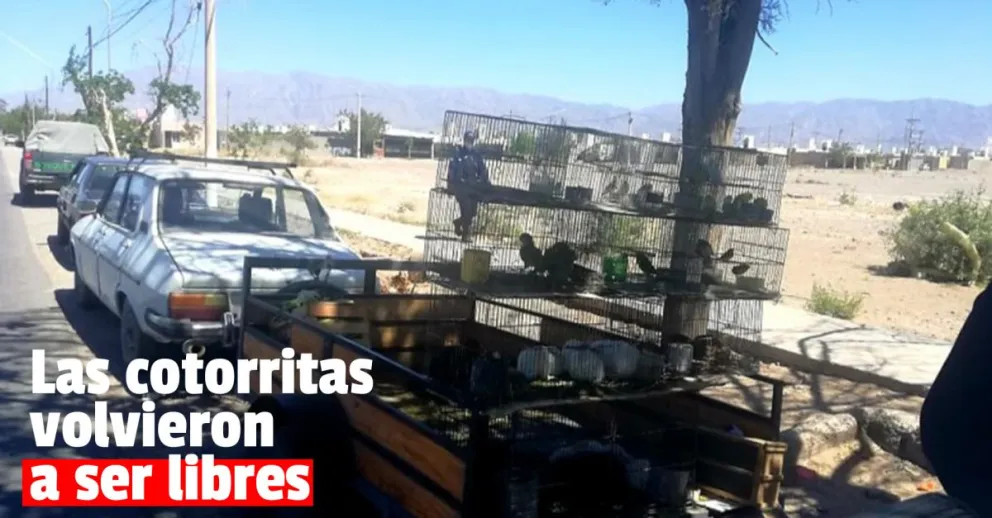 Rescataron 35 aves tras varios operativos de Medio Ambiente