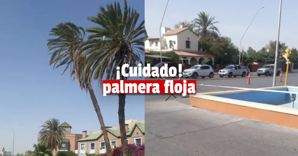 Temor por la posibilidad que se caiga una palmera en un shopping sanjuanino
