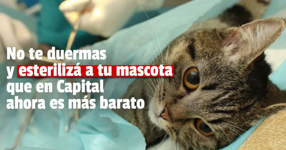 Esterilizar las mascotas en Capital será hasta 46% más barato 