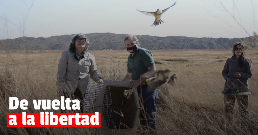 El Faunístico liberó aves recuperadas de cautiverio