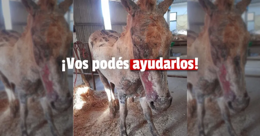 Córdoba: muchos caballos sufrieron graves quemaduras por el incendio