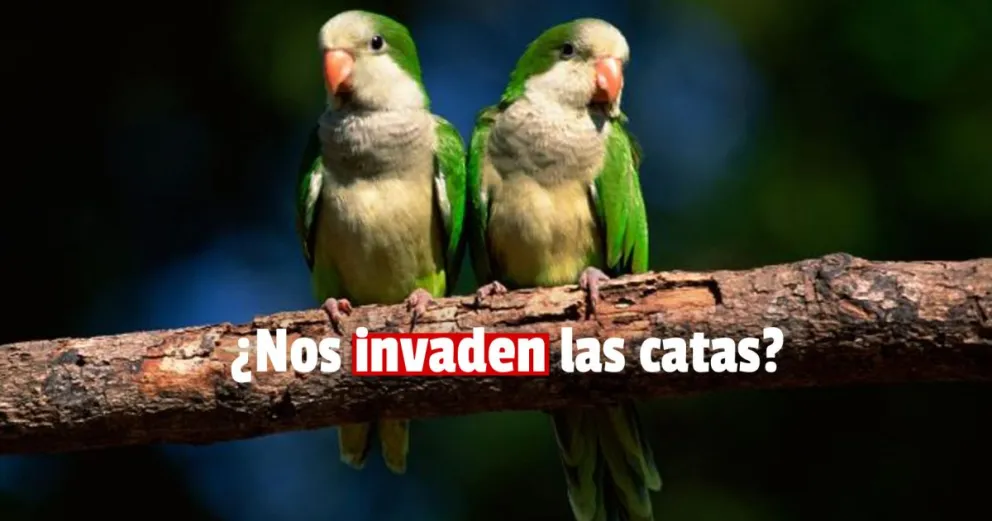 Preocupa el aumento desmedido de catas en zonas urbanas