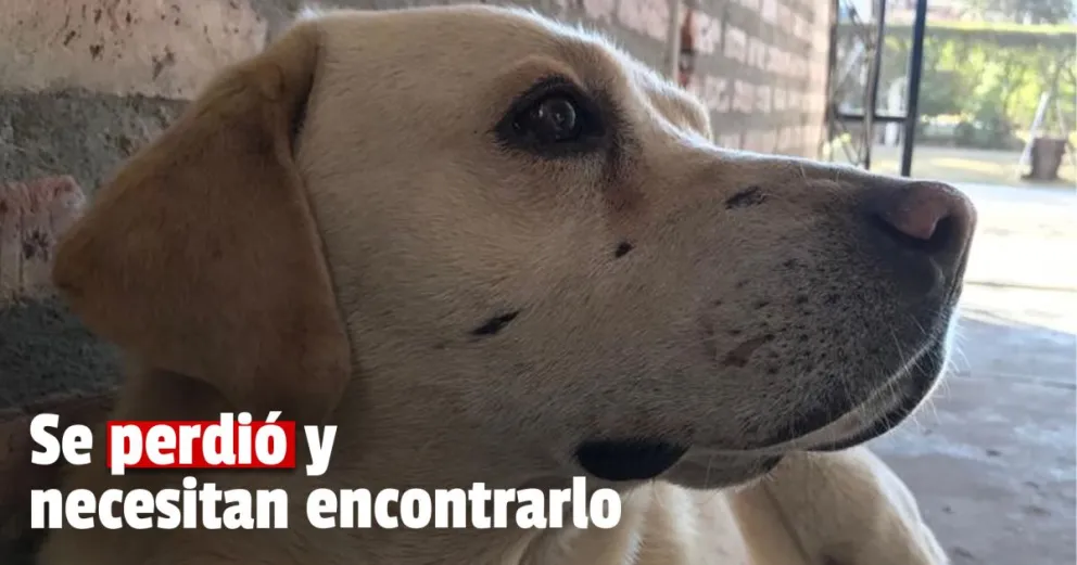 Buscan a un labrador que se perdió hace más de una semana