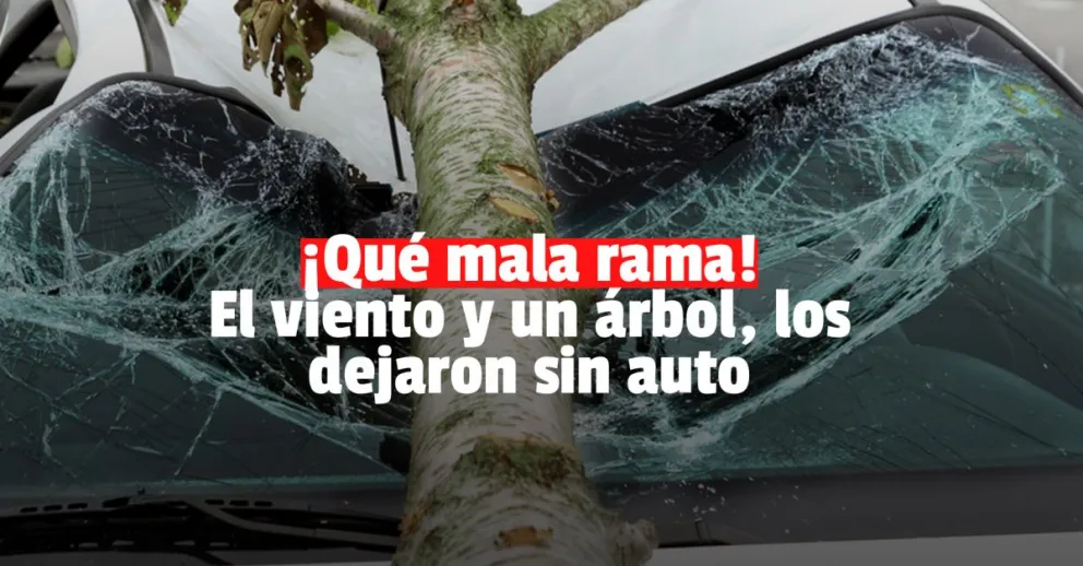 Un árbol cayó derribado por el viento y aplastó dos autos 