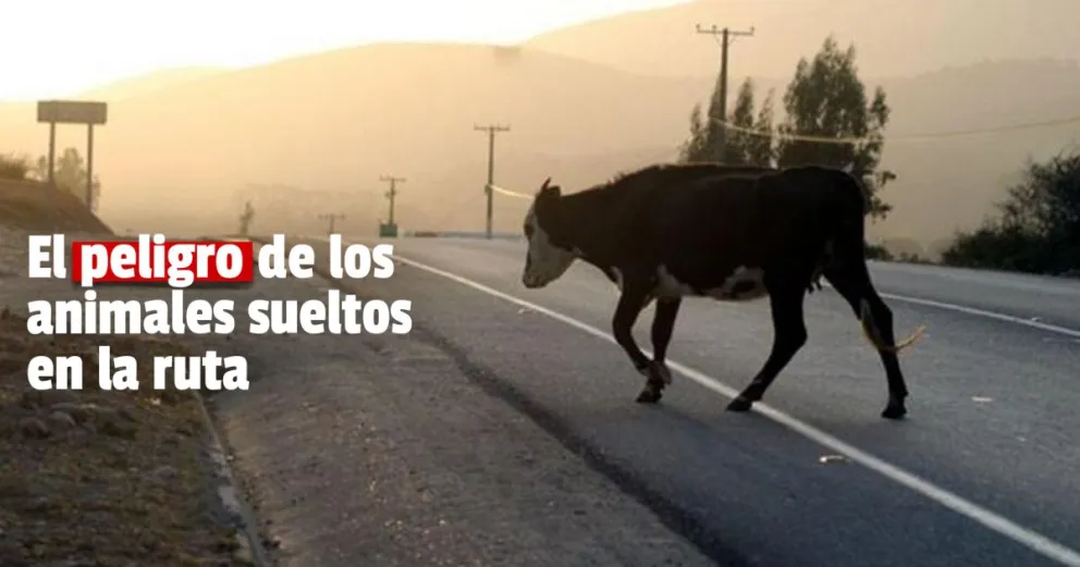 Motociclista chocó contra una vaca y su hijo sufrió fuertes golpes 