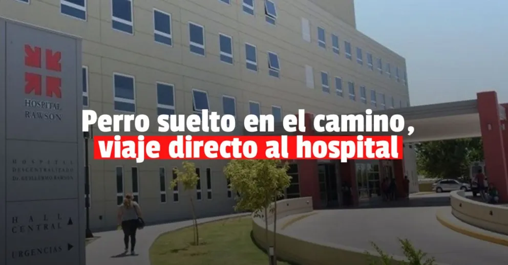 Se le cruzó un perro, intentó esquivarlo y chocó 