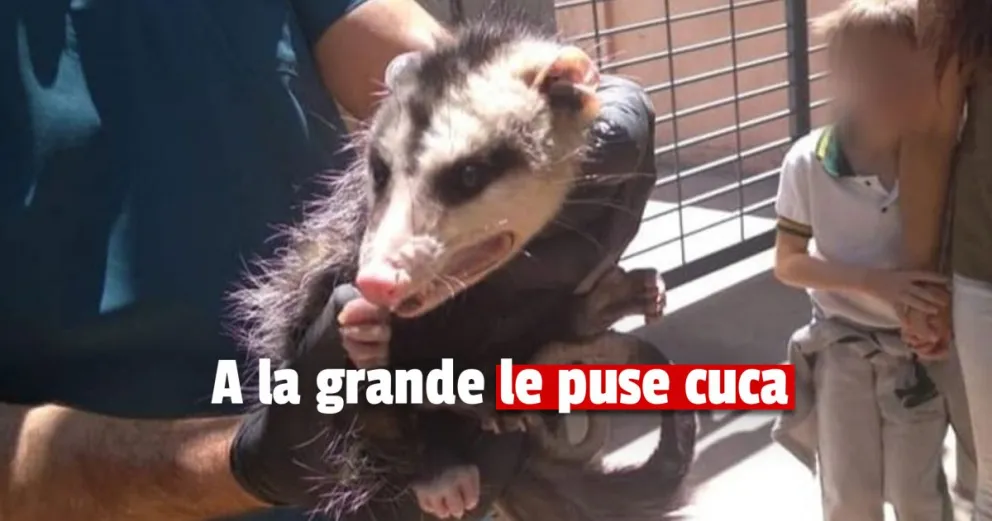 Sorpresa por la aparición de una zarigüeya en un colegio capitalino