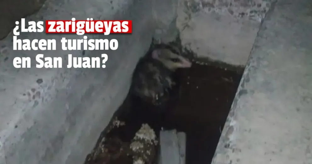 Encontraron otra zarigüeya, esta vez en Rawson