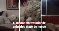 El menor que maltrató a su propio perro subió videos torturando a otros animales