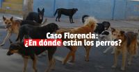 Ataque de perros salvajes: Policía Ecológica se hizo cargo y continúa buscando a los canes