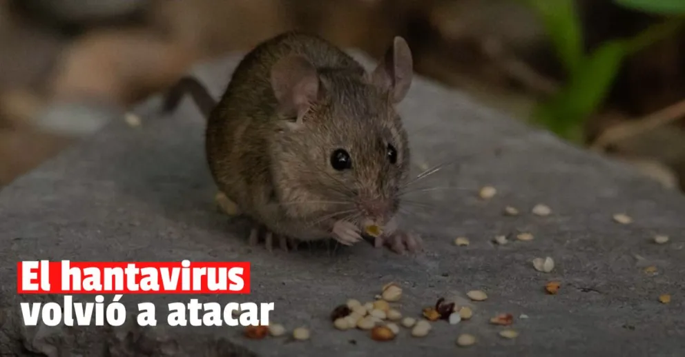 Una mujer murió de hantavirus en Tucumán