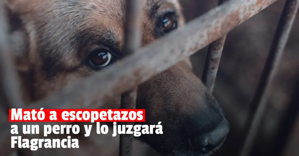 Un brutal caso de maltrato animal llegó a Flagrancia y puede sentar precedente