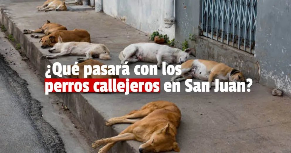   Qué medidas se van a realizar para terminar una problemática: los perros callejeros