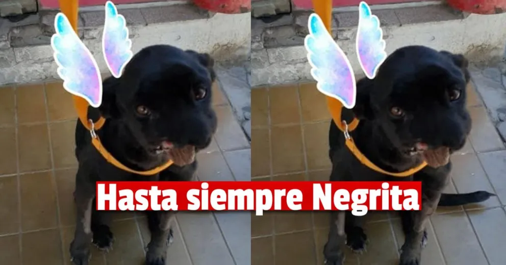 Falleció negrita la perrita que sufrió la amputación de su hocico por un petardo