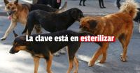 El 79% de los sanjuaninos cree que para reducir las jaurías hay que esterilizar a los perros callejeros