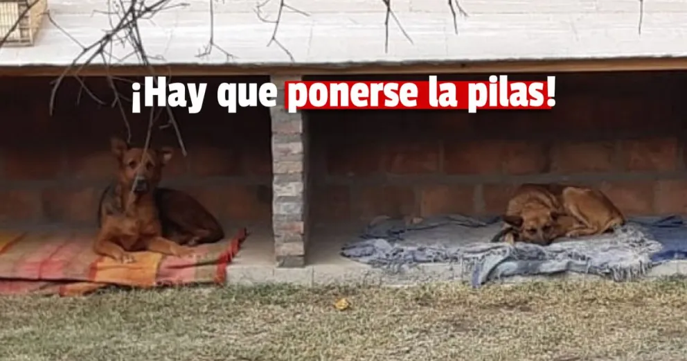 De los 19 departamentos de San Juan, 11 no tienen quirófano para mascotas