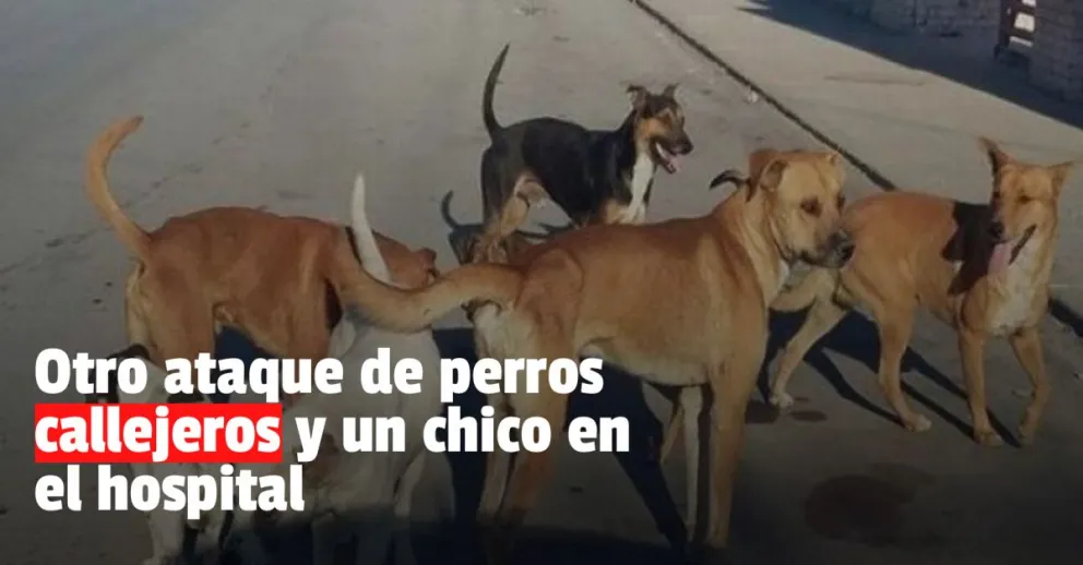 Un chico de 15 años fue atacado por perros callejeros 
