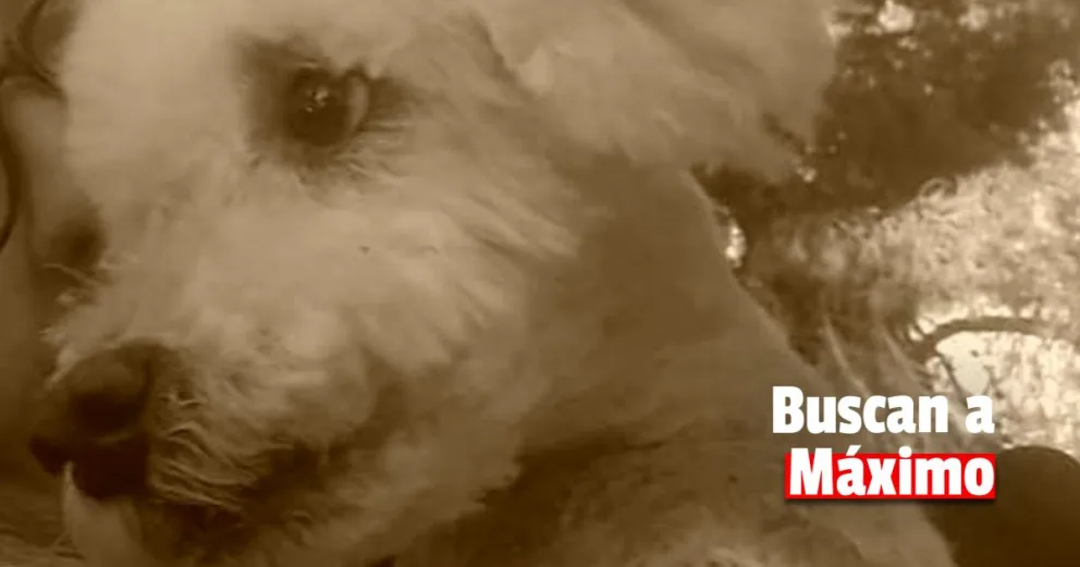 Se robaron a Máximo, un caniche que tiene un tumor y su familia necesita encontrarlo