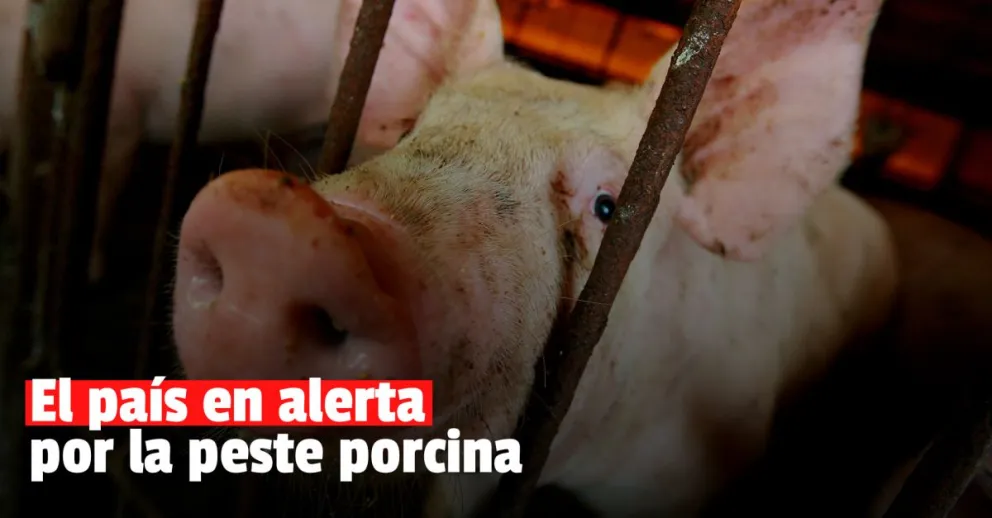 El Senasa declaró el alerta sanitaria nacional por la Peste Porcina Africana